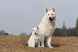 BERGER BLANC SUISSE - ADULTS ET PUPPIES 008